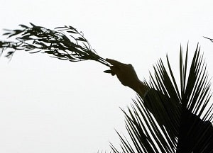 To hold out an olive branch